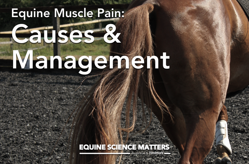 Tying-up, Monday-morning disease, Setfast, Azorturia... what is going on and what causes them? | Equine Science Matters™